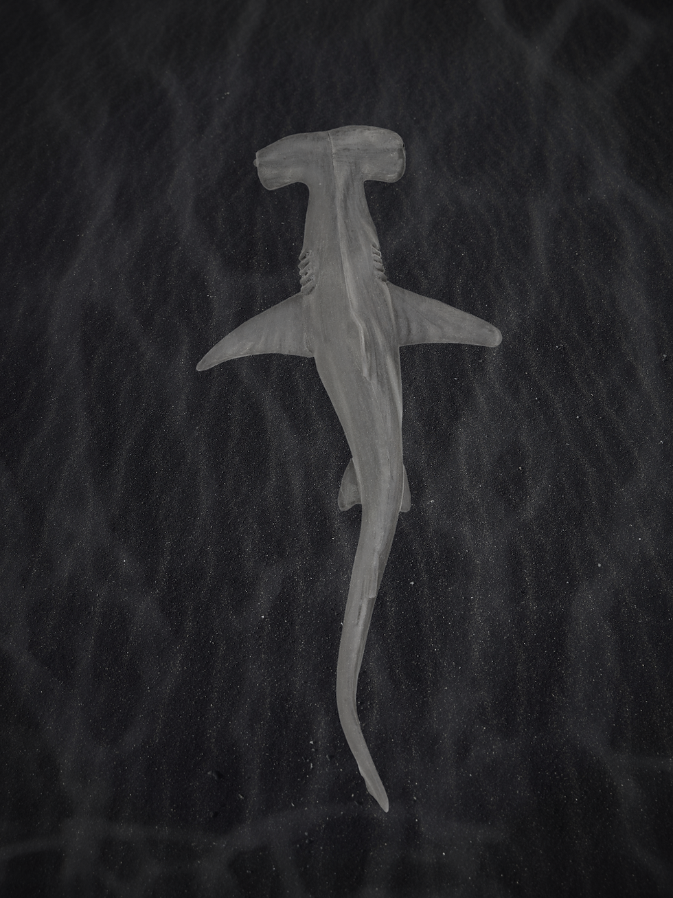 hammerhead