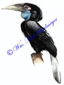 Wreather hornbill female