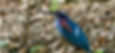 Agami Heron