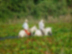 Passeio a cavalo