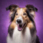 dog grooming collie with purple background