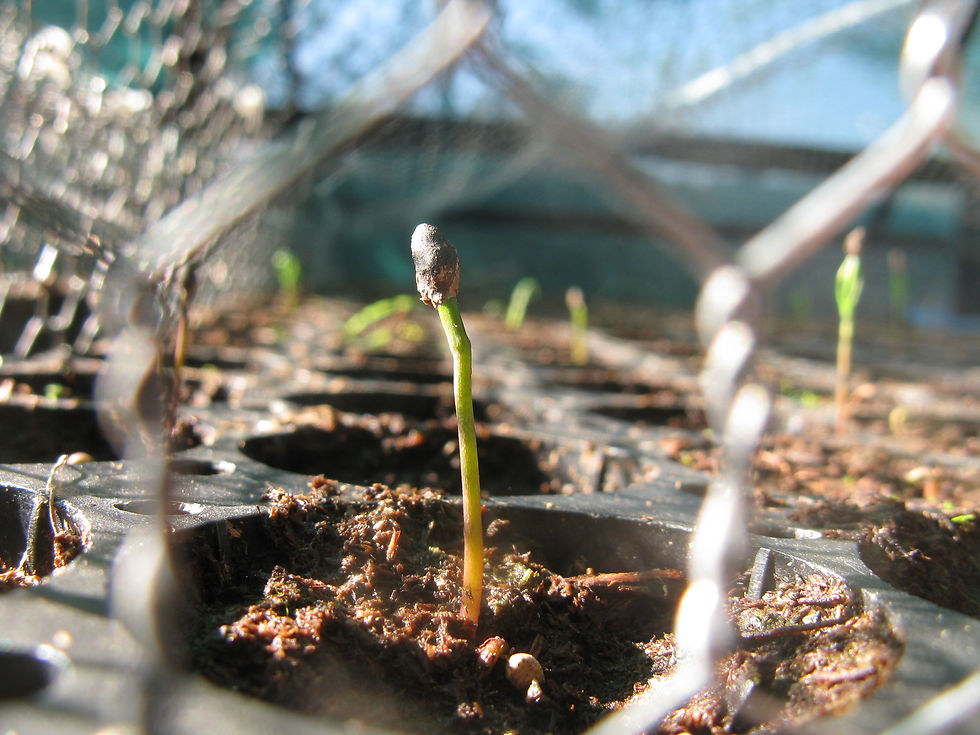 semilla de pino en germinación