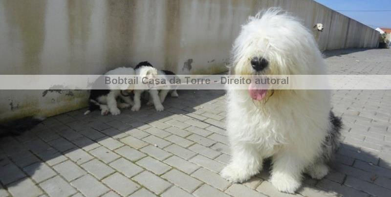 Ninhada Bobtail Casa da Torre