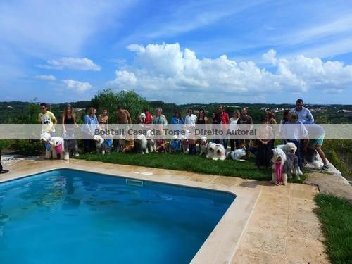 Pool Party Bobtail