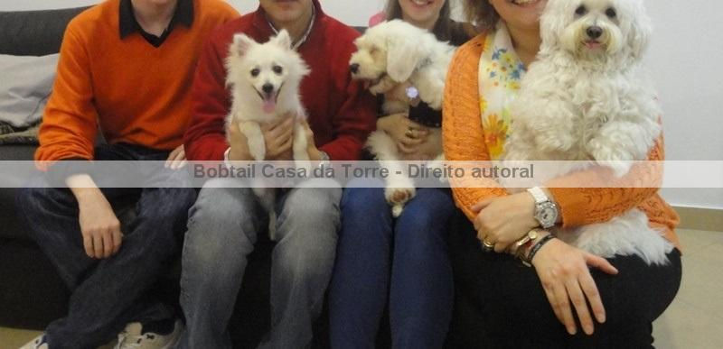 Ninhada Bobtail Casa da Torre