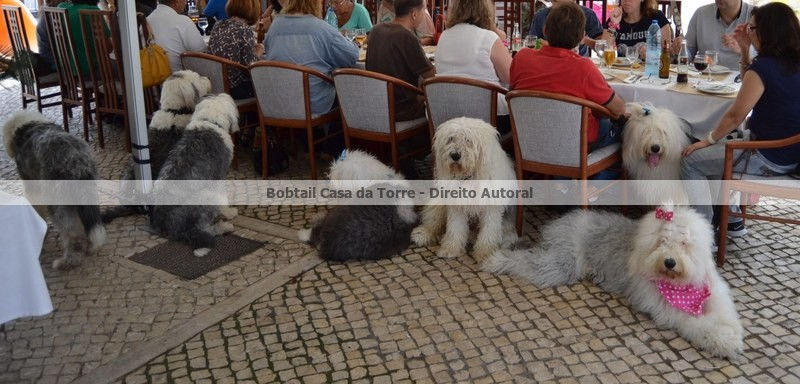Almoço/Cãovívio