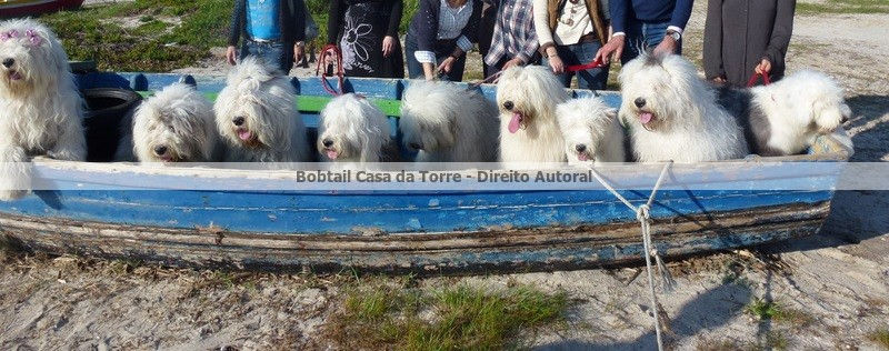 "Cãovívio" na Foz do Arelho