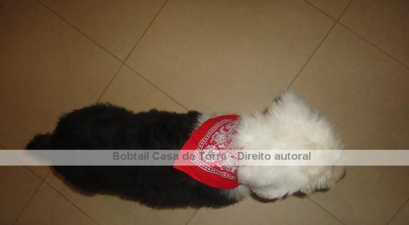 Ninhada Bobtail Casa da Torre