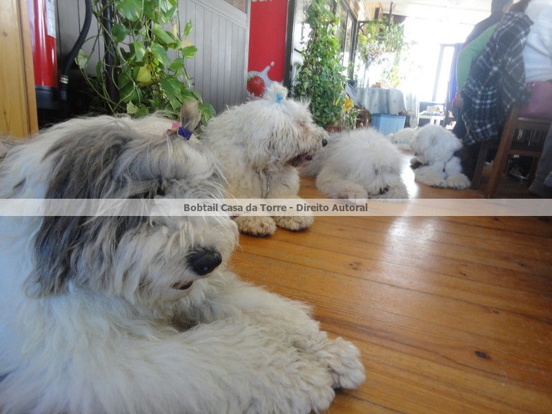 Almoço/Cãovívio na Fonte da Telha