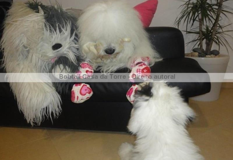 Ninhada Bobtail Casa da Torre