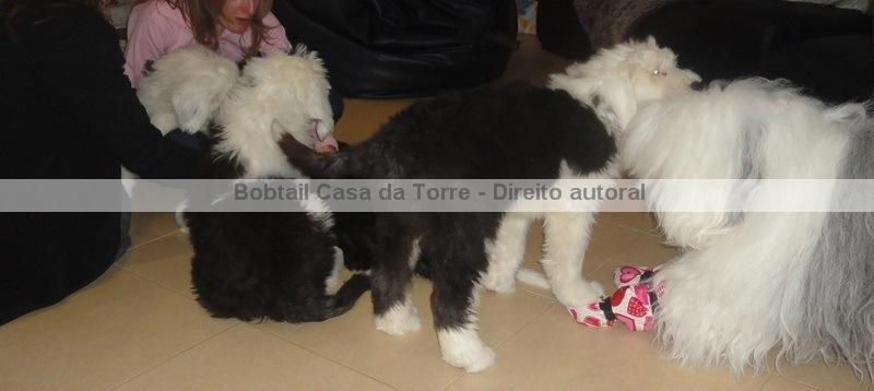 Ninhada Bobtail Casa da Torre