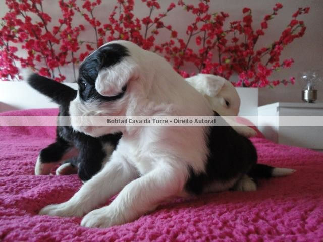 Ninhada Bobtail Casa da Torre
