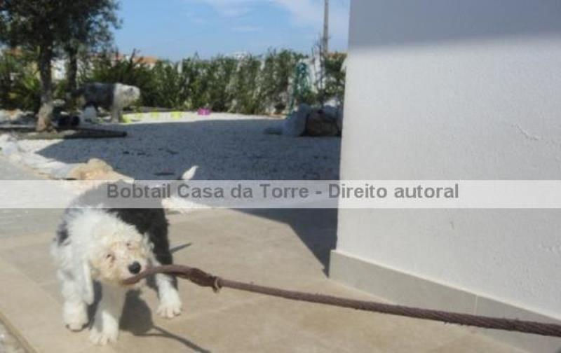 Ninhada Bobtail Casa da Torre