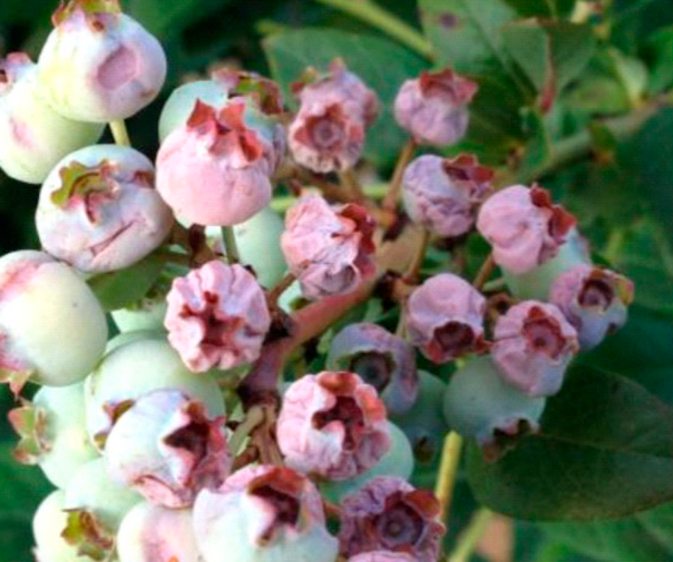 Shrivelled Green Berries