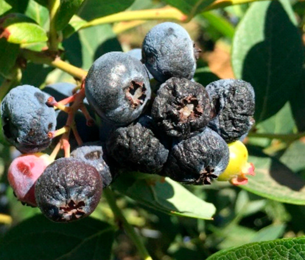 Shrivelled Ripe Berries