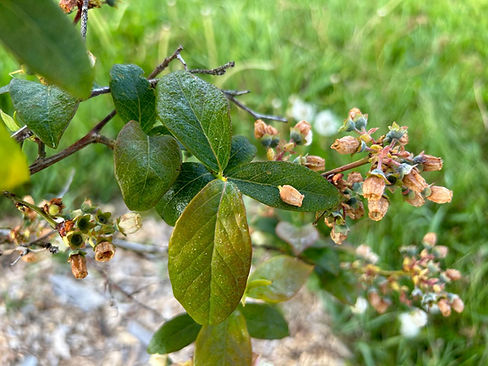 frost damage.jpg