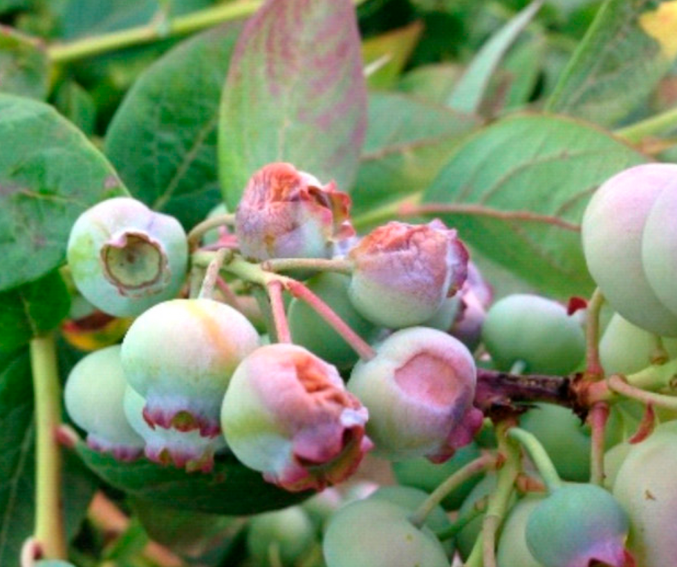 Necrosis in Green Berries