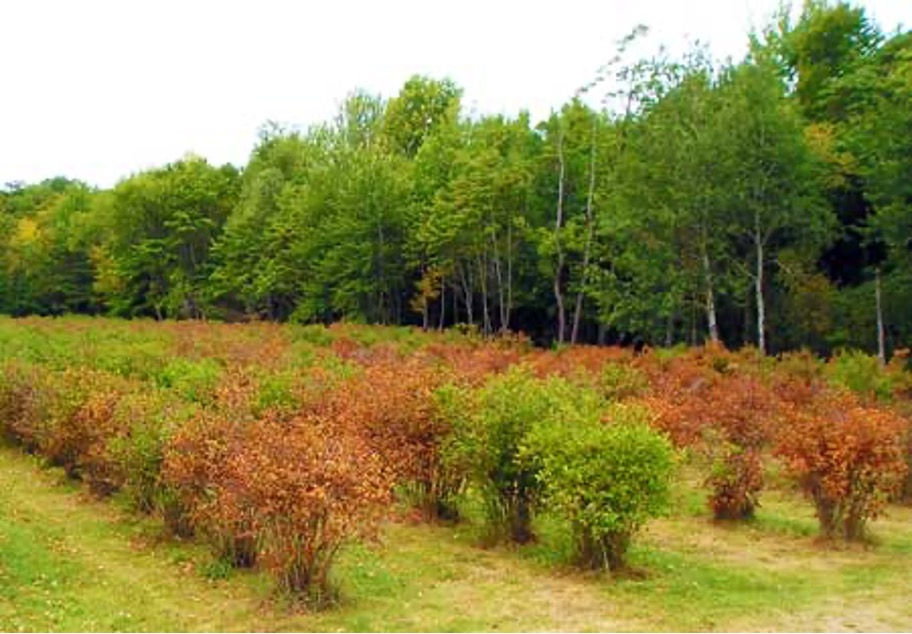 Large-scale and Long-term Damage