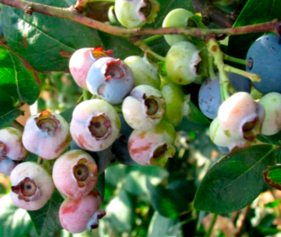 Poor Fruit Coloration