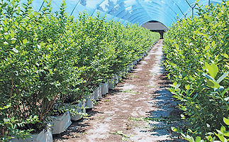 blueberry in greenhouse.jpg