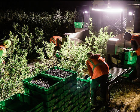 harvest at night.jpg