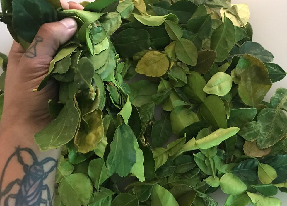 Bartender Brian Tasch's fist gripping a imported order of Thai makrut lime leaves.