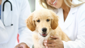 Veterinary Compounding