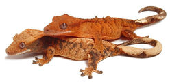 Correlophus Ciliatus comment bien l'élever