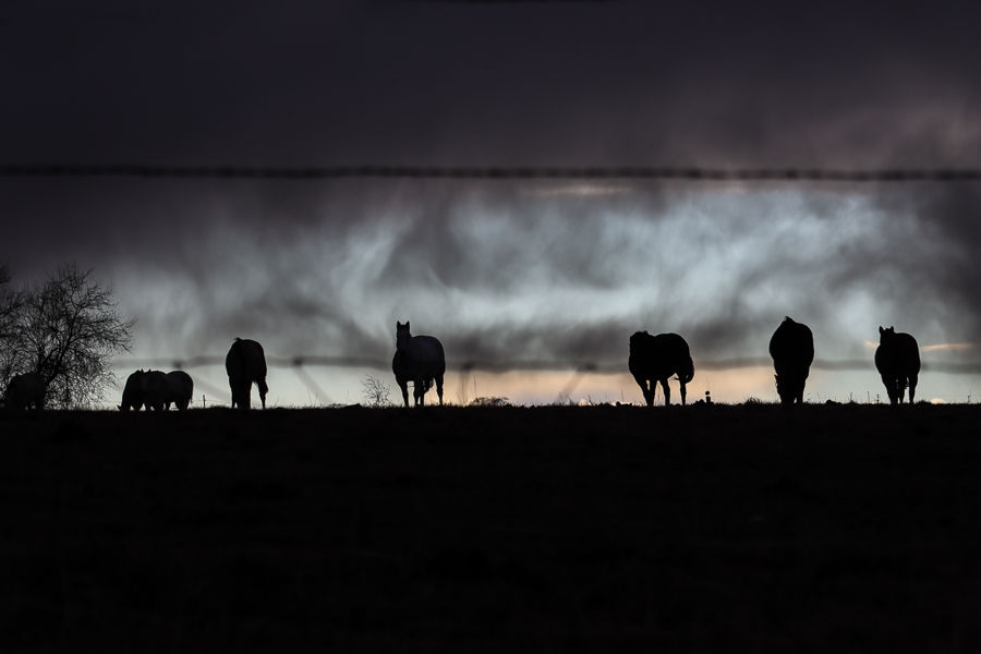 Horses at Dusk