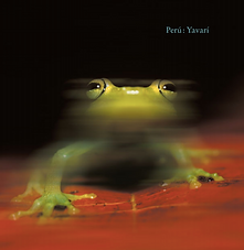 RI11_CoverPicture Frog Hyla granosa,