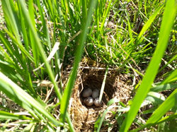 Faune "nid d'oiseau"