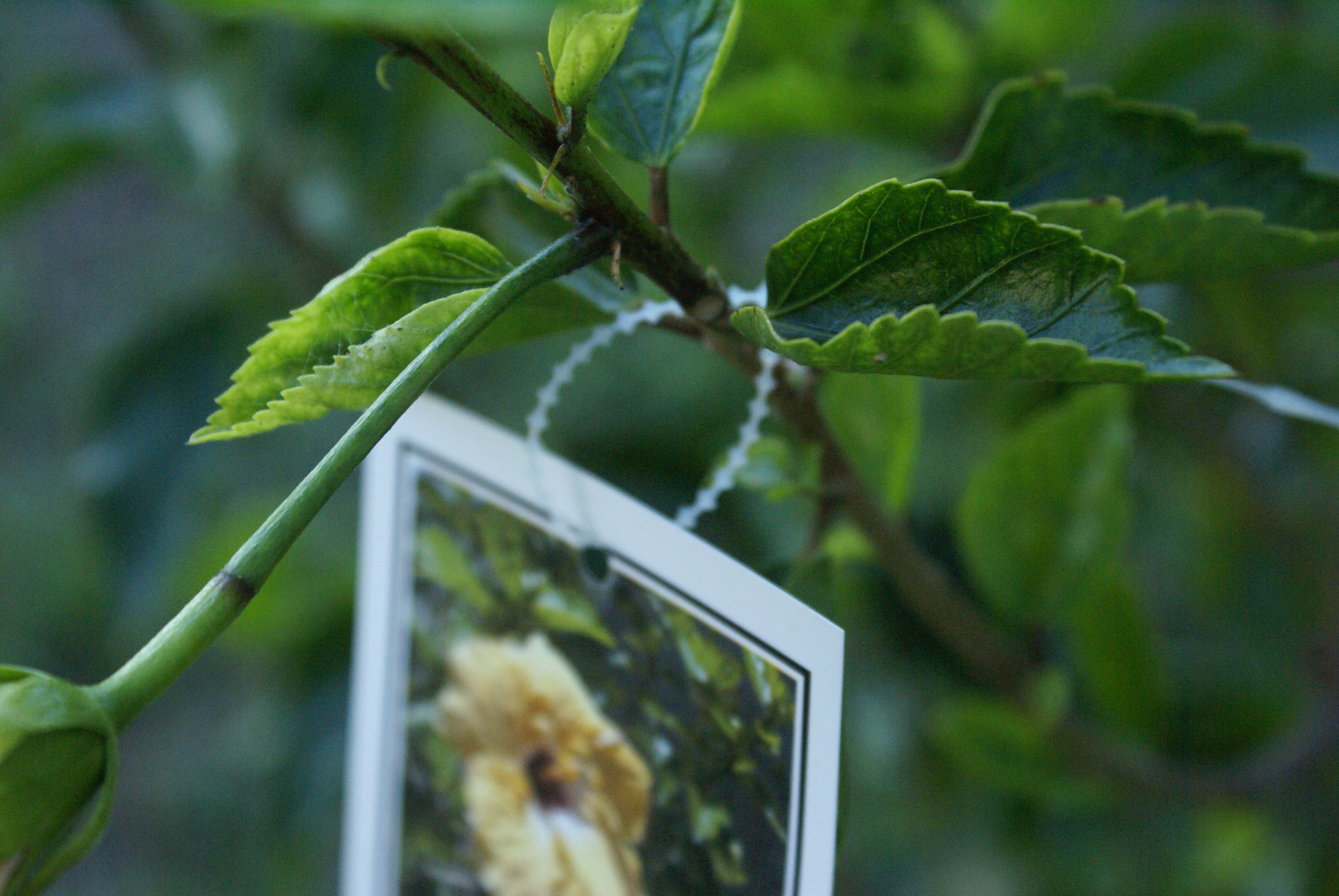 SECURE-A-TIES         5000 per box