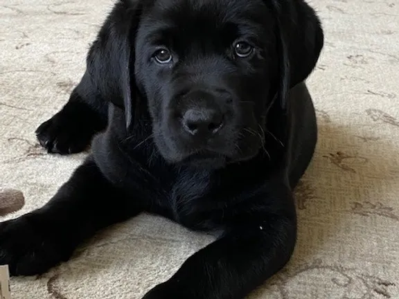 Home Timber Falls Labradors