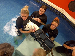 Students in the pool