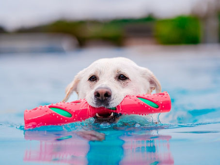 Dog swimming in pool