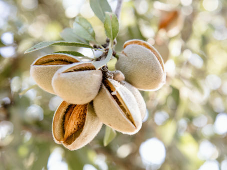 A Few Almonds A Day