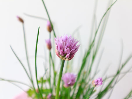 How to Grow Chives