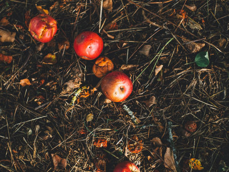 Create Your Own Compost