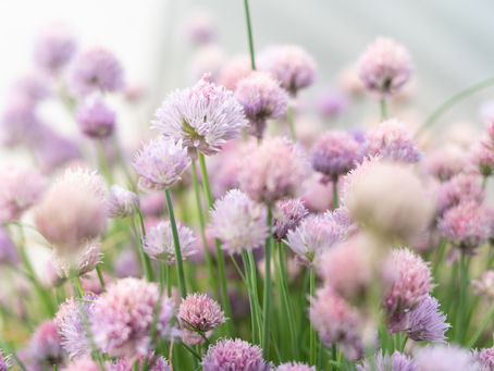 How to Grow Chives