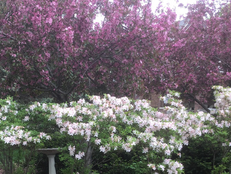 HYMN 86 The Sun Now Shines in all its Splendor/I al sin glans