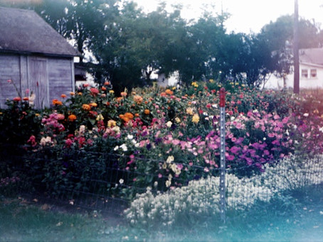 HYMN 322 Thy Word is Like a Garden, Lord