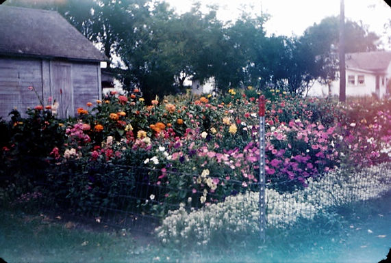 HYMN 322 Thy Word is Like a Garden, Lord