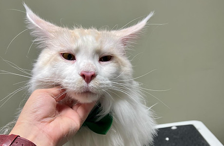 cat bath and grooming in Port St Lucie