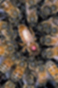 Closeup of a queen honey bee marked with a pink dot, surrounded by worker bees inside a hive.