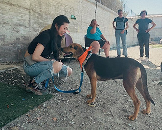 Cyprus dog rescue
