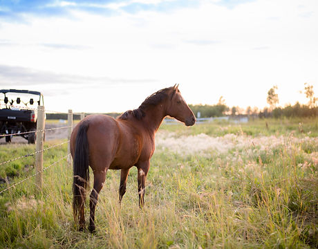 Caspian Gelding - North Point Caspians, Canada.