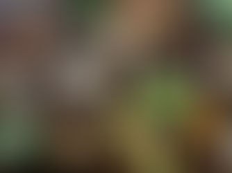 Vegan beslenmede demir emilimi nasıl artırılır? Bitkisel demir kaynakları, C vitamini eşleşmeleri ve emilimi artıran pratik ipuçlarını keşfedin.