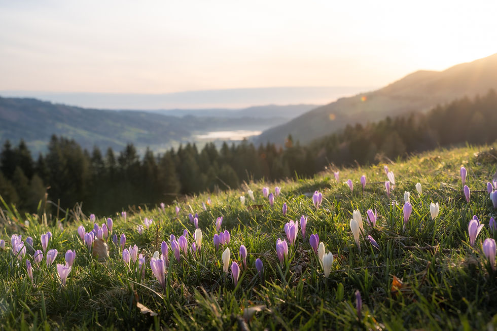 Oberstaufen Tourismus - Nico Bogenreuther_Krokusbluete-Huendle_DSC02341.jpg