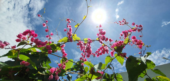Coral Vine at the Convent of the Holy Infant Jesus (Kellock) Garden