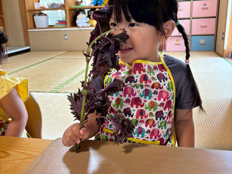 紫蘇ジュース作ったよ🍹